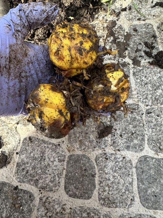 Bulbi de crin 5 lei buc