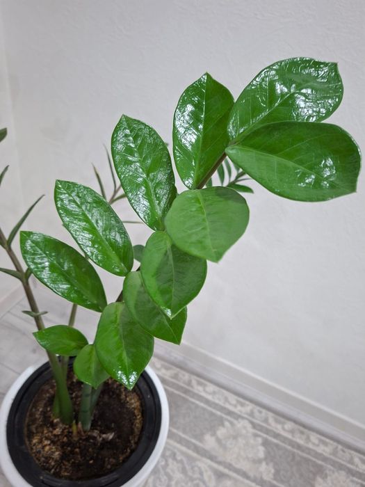 Цветы для дома или офиса