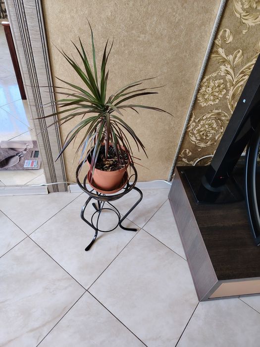 Алое Вера, драценап