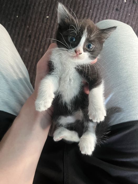 Милые ласковые котята