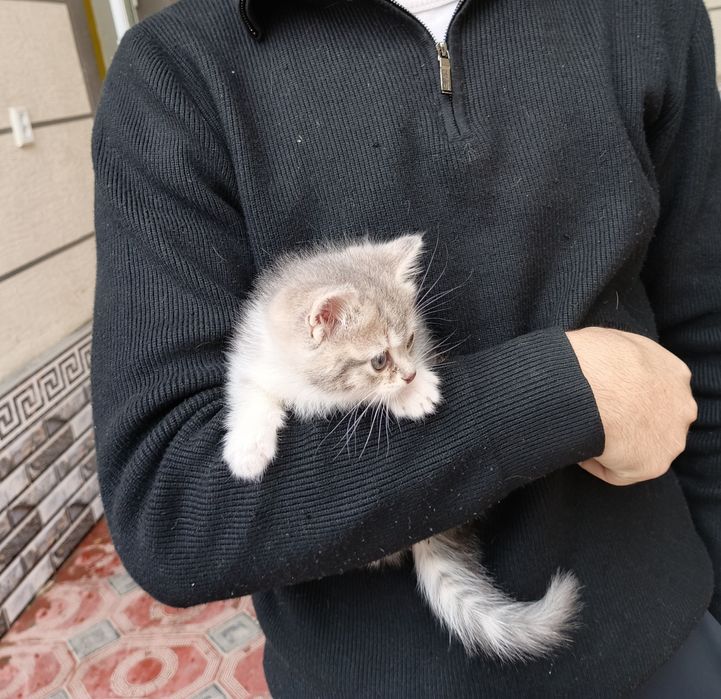 Sotiladi Shorthair mushuklar