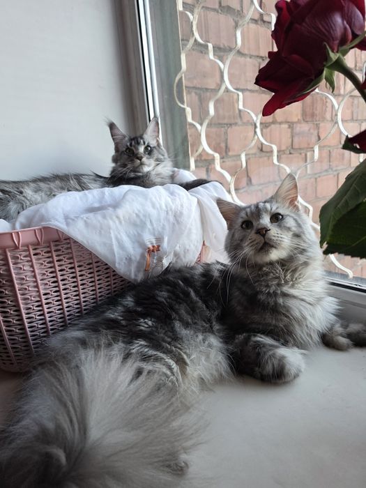 Мейн-кун| Котята | Бронь|