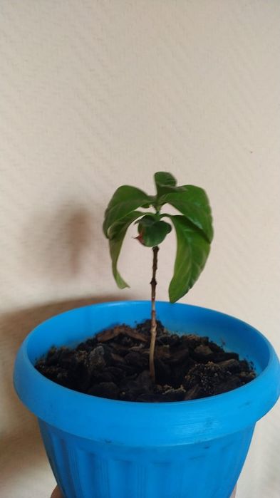 Цветы домашние с отличной корневой.
