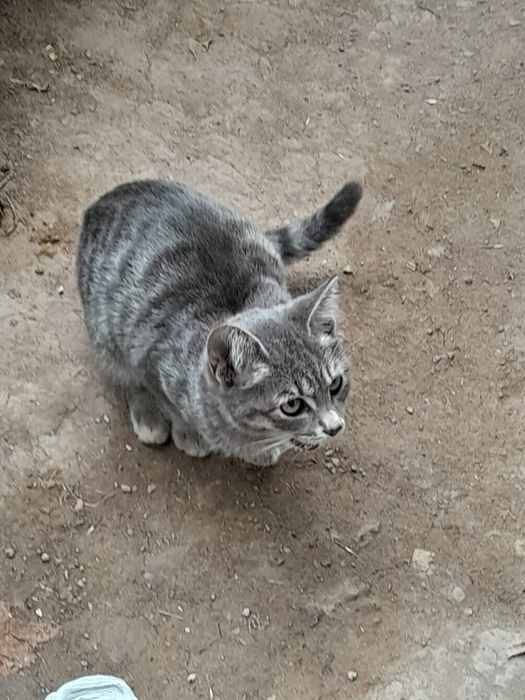 Котята мальчики отдам