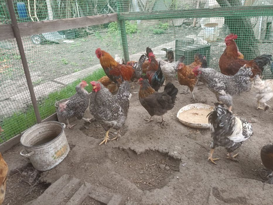Продам петухов и курей
