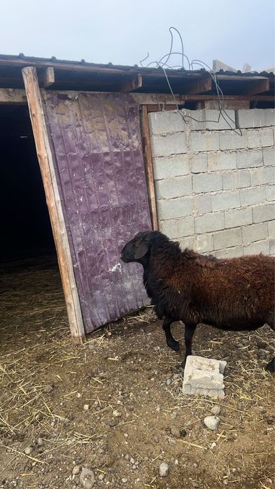 Құйрықты қошқар сатылады