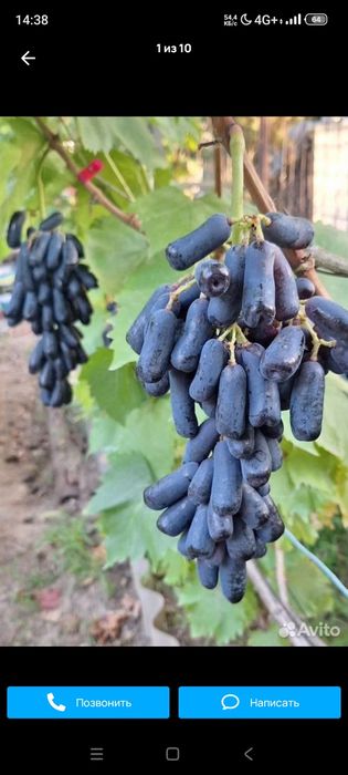 Аватар веноград саженси