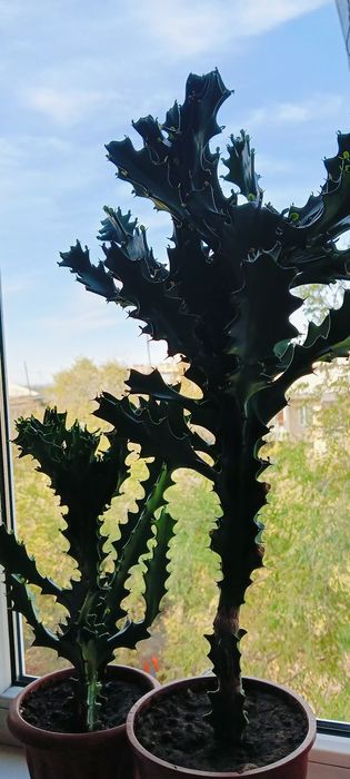 Продам комнатные растения