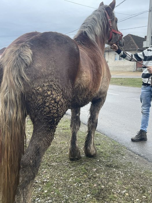 Vand manza de 3 pe 4 ani foarte blanda!