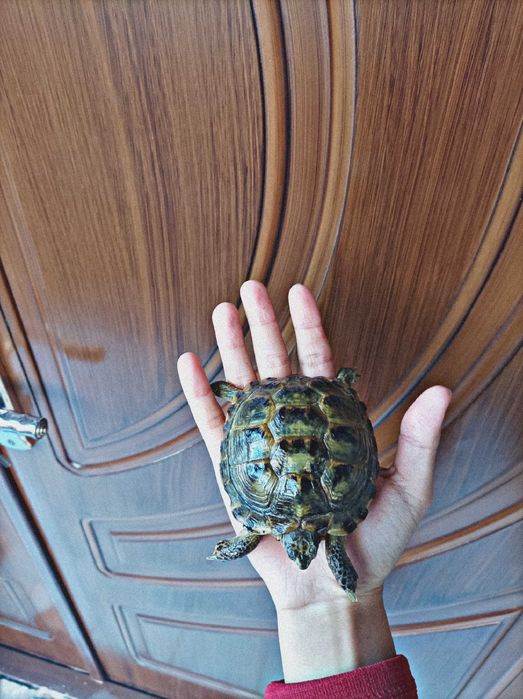 Продается Черепаха! Toshbaqa bolalari sotiladi!