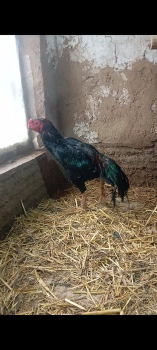 Дакан хуроз сотилади