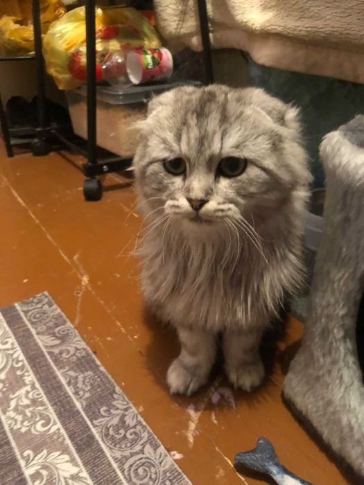 Вислоухая девущка-кошка