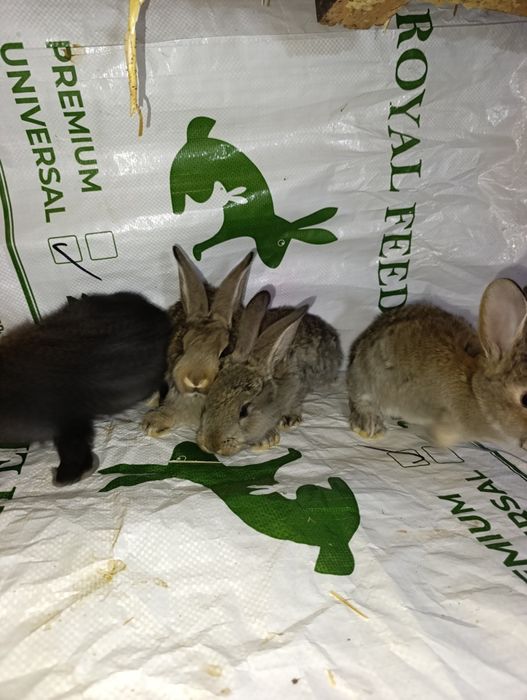 Velikan bollari. Ota strakach