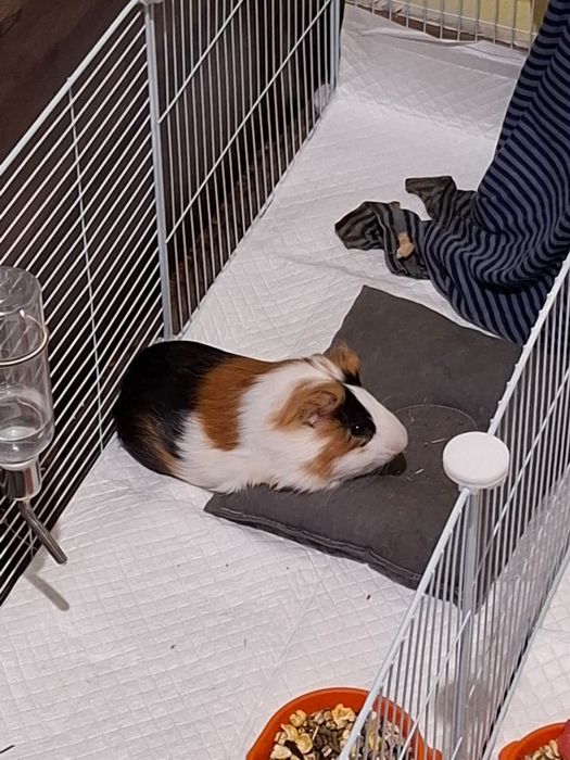 Морские свинки (Двое, один мальчик и одна девочка)