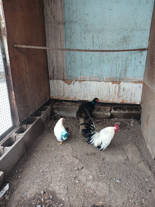 Продам  карликовых  кур порода шабо