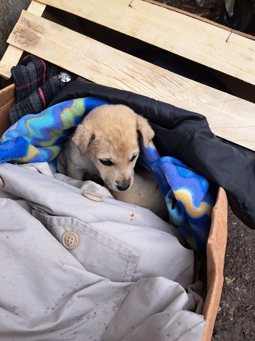 Adoptie 2 catei pui gratuit zona limitrofa