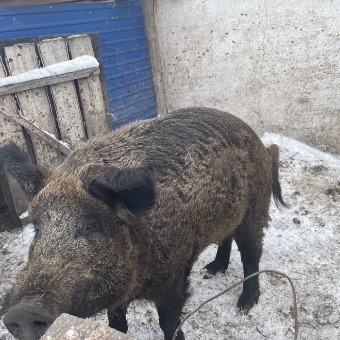 Продам кабана на племя