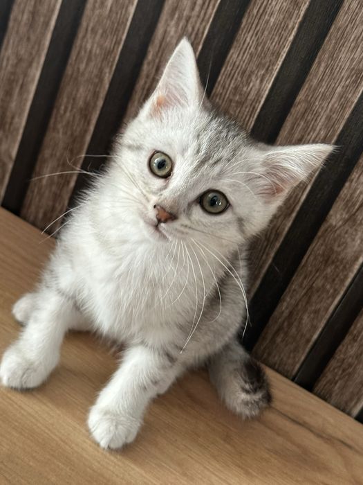 Отдам котят в любящие руки
