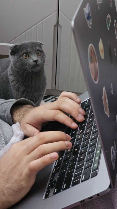 Scottish Fold mushukcha, emlangan, pasporti bor, Lotok 5+