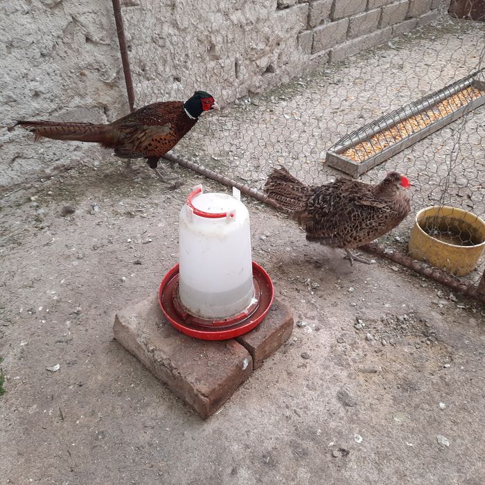 Fazani comuni pereche .