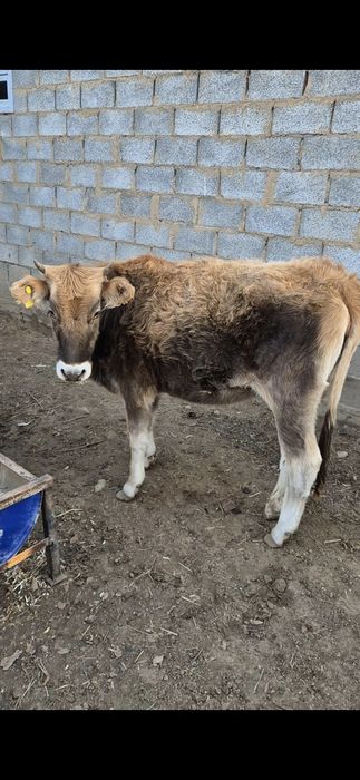 Семіз тайынша сатылады