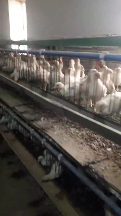 Joʻjalar sotiladi gʻoz,oʻrdak,broyler,sendilar bor inkubator xizmati