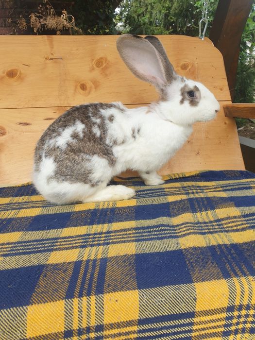 Vand iepuri,femela si mascul,mari si mici,femela cu pui