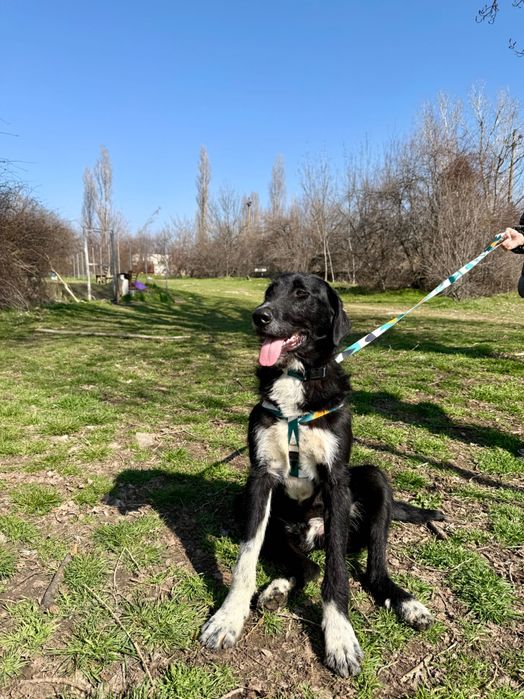 Търсим дом за Блеки