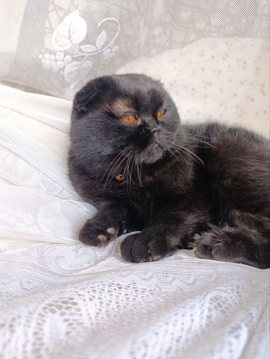 Пародистый Кот (1 год)