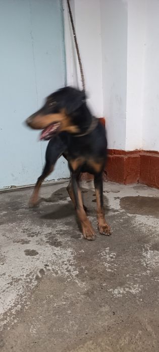 Doberman qiz 6 oylik Tozza qon