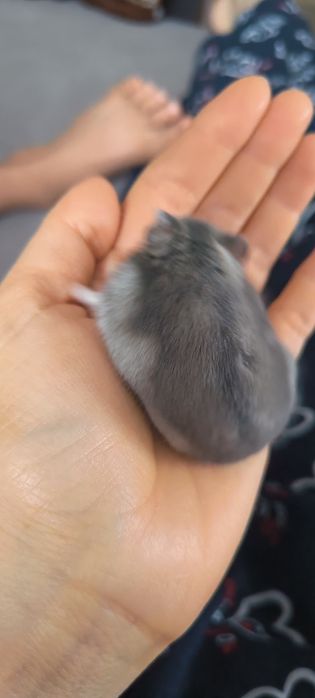 Хомяки джунгарские