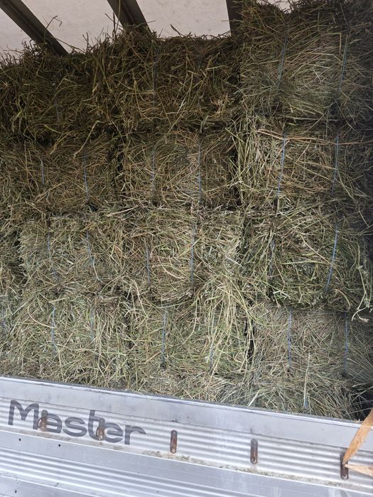 Baloti lucerna mici