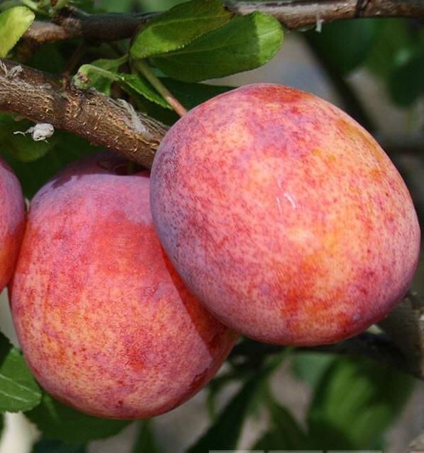 Pomi Fructiferi Certificați Anul 3 De Vegetație