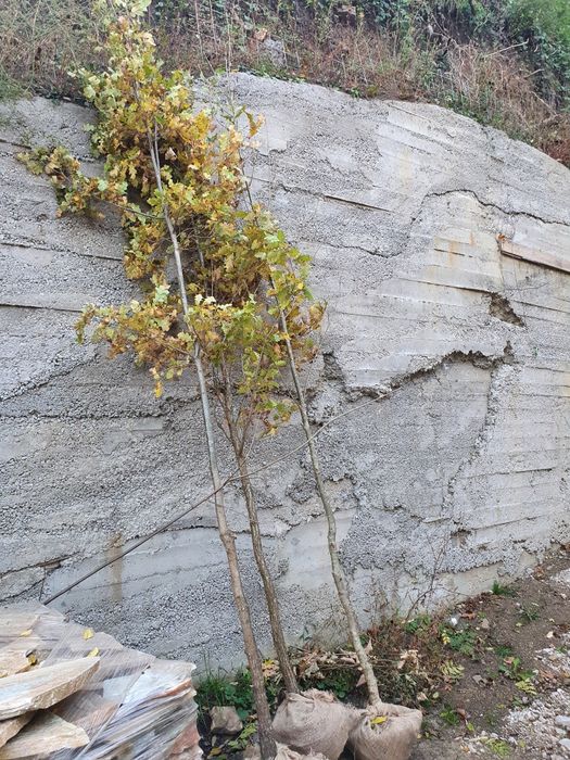 Stejar verde, stejar rosu, stejar peduncular, stejari brumariu