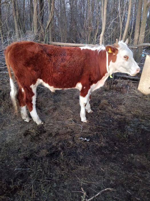 Баспақ сатылады...