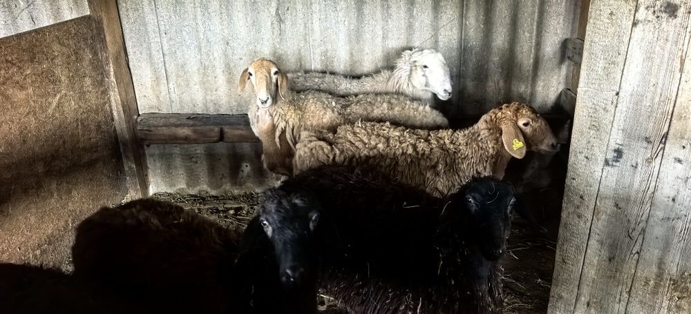 Семіз тоқты қойлар