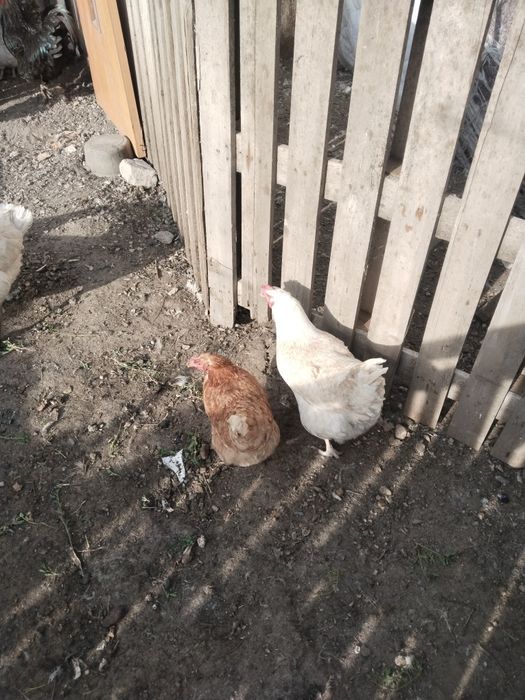 Продам кур домашние