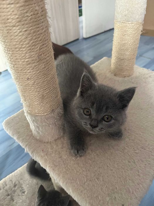 Британски късокосмести котета