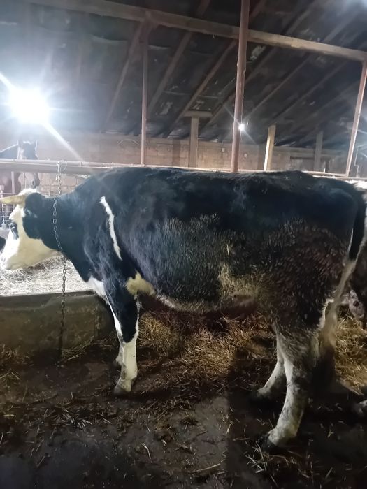 Juninca 2 ani nefatata