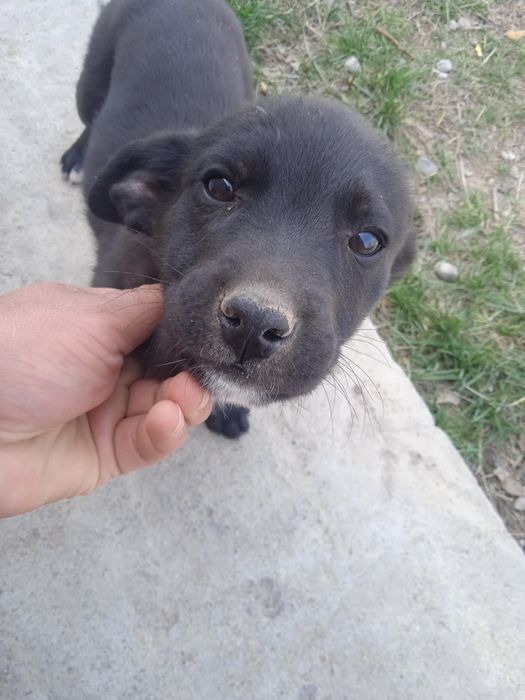 Щенки, малинуа 2,5 месяца