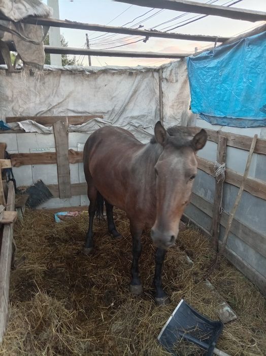 Продам кабылу 830
