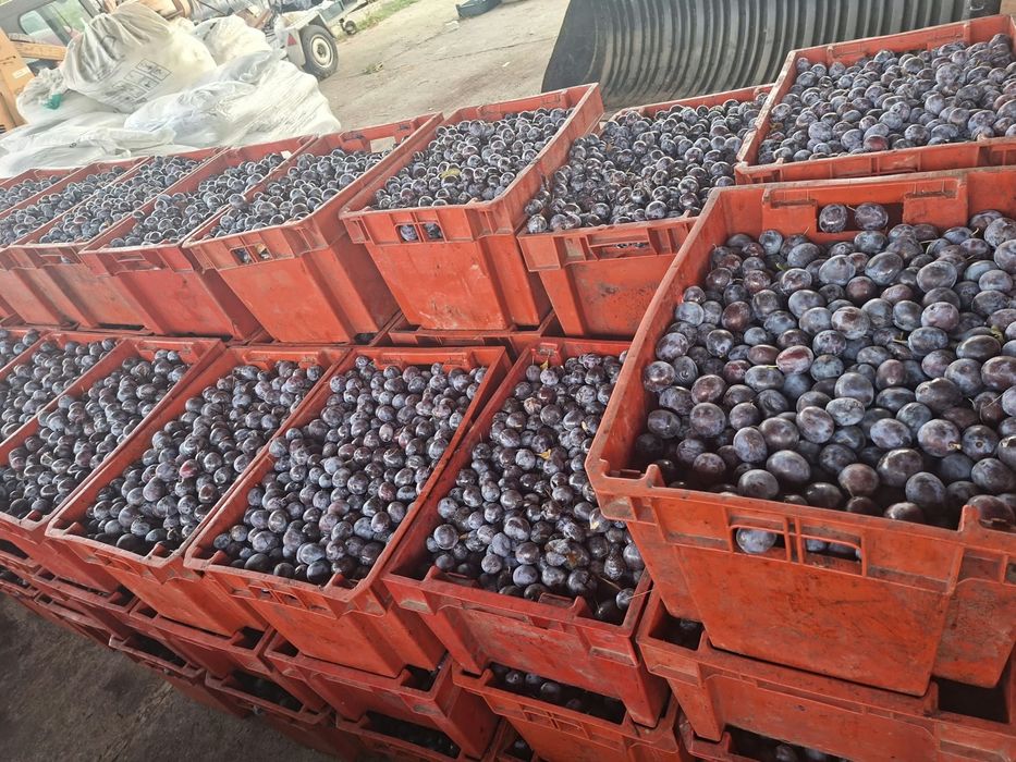 Vand prune de tuica