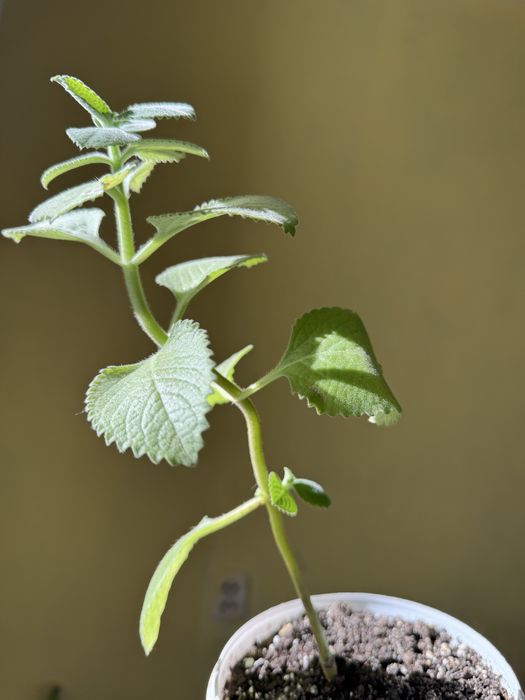 Мята комнатная молодая