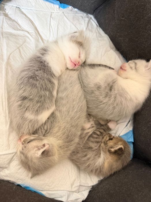 Котенок шотландский вислоухий