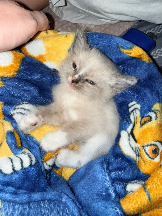 Отдам котят в добрые руки