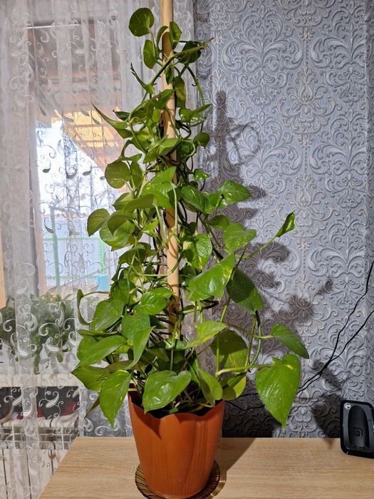 Цветок вьюн продается