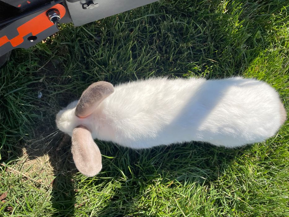 Vând 3 iepuri californian 2 iepuroaice și 1 iepuroi