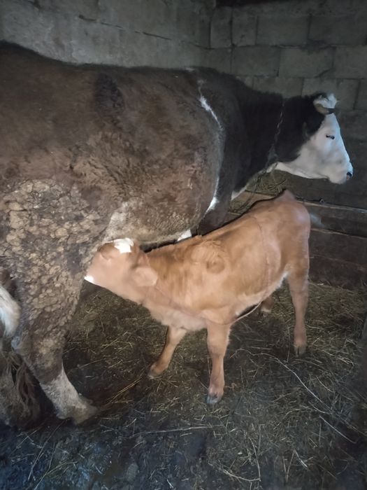 Vind 2 vaci cu vutei