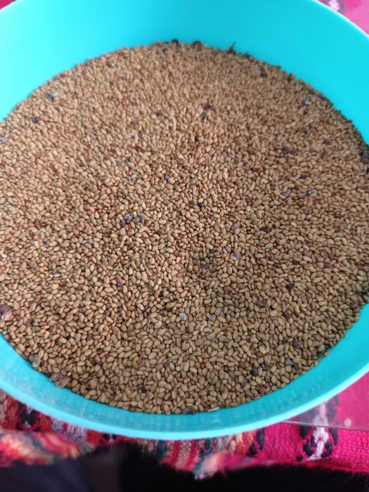 Люцернено семе реколта 2023