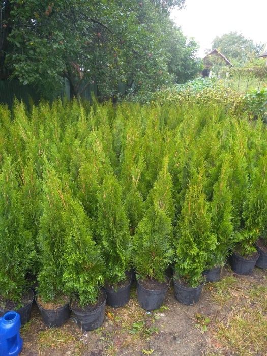 PRODUCATOR Puieti Tuya, Thuja, Tuia, Tuja Columnaris Smarald 80-120cm